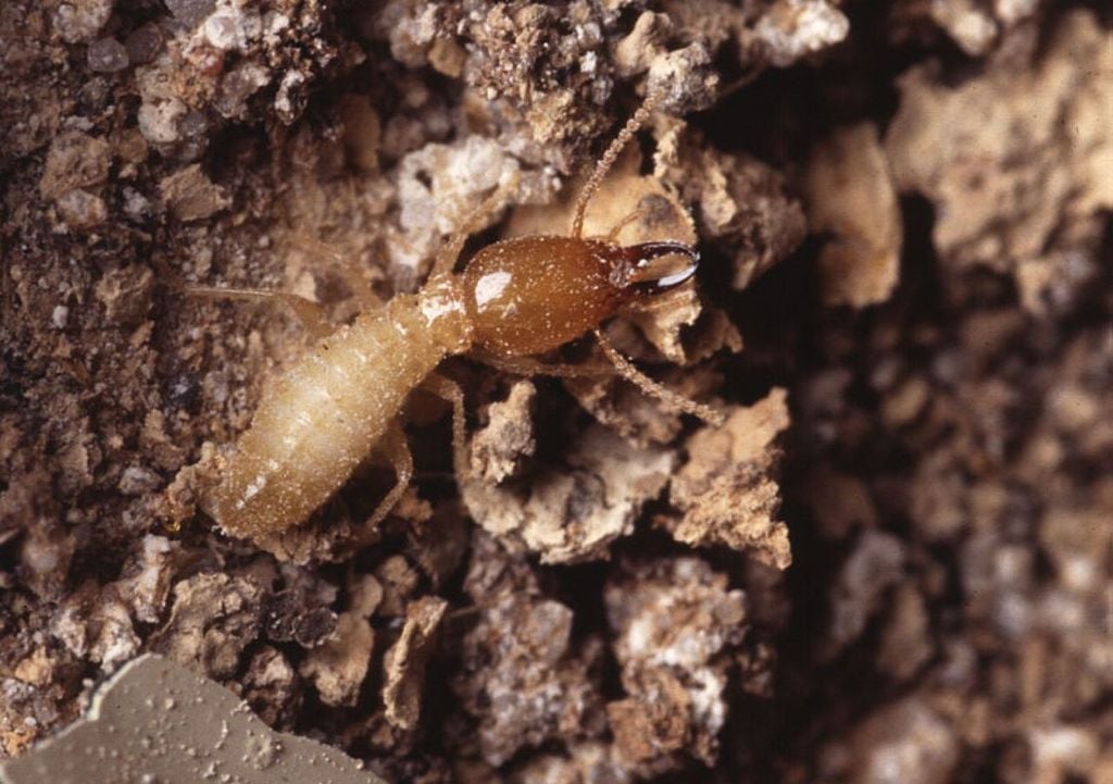 termite