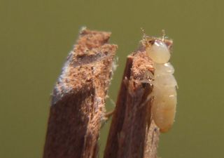 Le termiti sono in grado di farsi esplodere per difendere il nido, ecco lo studio