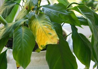 Le tue piante hanno le foglie gialle? Dalle cause più comuni a quelle più rare, tutti i rimedi da adottare