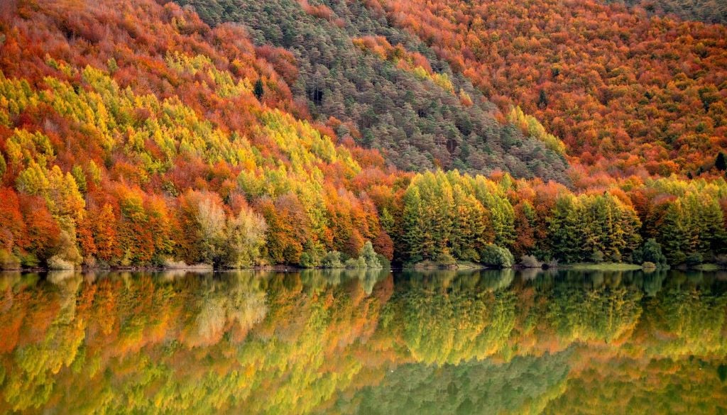I colori autunnali di un bosco di faggi nell'Europa occidentale