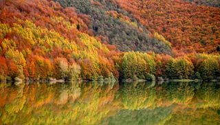 Le ultime foreste primordiali d&rsquo;Europa dove la natura detta ancora le regole: una di queste &egrave; in Italia