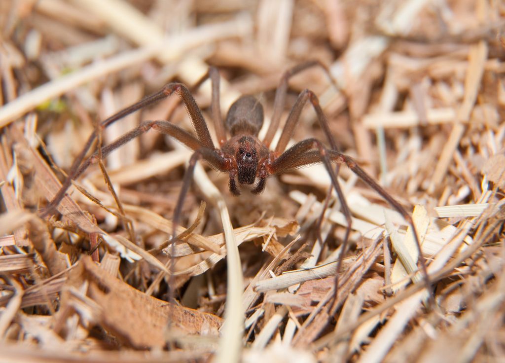 Araignée recluse brune