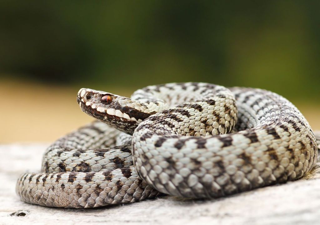 Les vipères sont des serpents courts, dépassant rarement 80 cm. Leur queue est proportionnellement plus courte que celle des autres familles de serpents de notre pays.