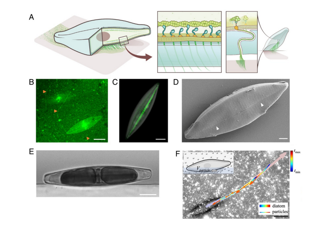 Aufnahmen von Eisdiatomeen: (A) Schema zur Gleitbeweglichkeit. (B) Schleimspuren zeigen die Bewegungsbahnen (orangefarbene Pfeile) (Maßstab: 20 μm). (C) Zytoskelett (grün) (10 μm). (D) Dünne Schlitze auf den Kieselalgenfrusteln (weiße Pfeile). (3 μm). (E) Seitenansicht Eisdiatomee auf einem Glassubstrat (10 μm). (F) Bewegungsbahn der Kieselalge, sichtbar gemacht durch Tracerpartikel (20 μm). Bild: Zhang et al., 2025