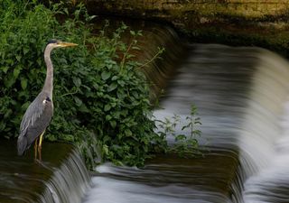 Lebendige Flüsse: Wie der Rückbau von 16 Wehren, Rampen und Sohlabstürzen 400 Flusskilometer wiederherstellen könnte