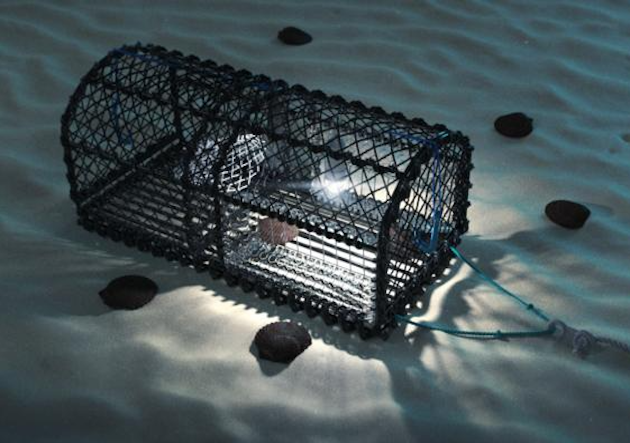 LED lights can help fisheries up their catch and a Scotland trial ...