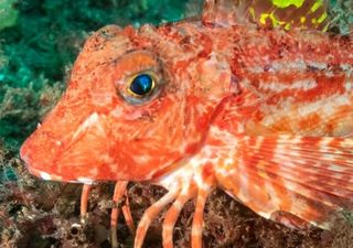 Legs to taste? This fish uses their legs to taste the Seafloor