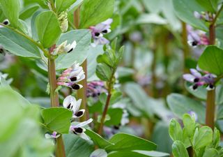 Leguminosas: las aliadas ocultas para suelos fértiles y cultivos más fuertes en tu huerta