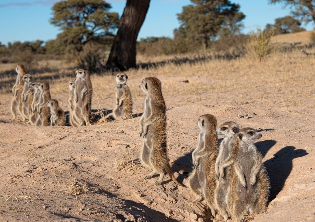 Eine Gruppe Erdmännchen während des morgendlichen Sonnenbads. Eine Gruppe Erdmännchen während des morgendlichen Sonnenbads. Bild: Vlad Demartsev