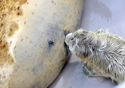 Leite de foca: o superalimento marinho que está a surpreender os cientistas