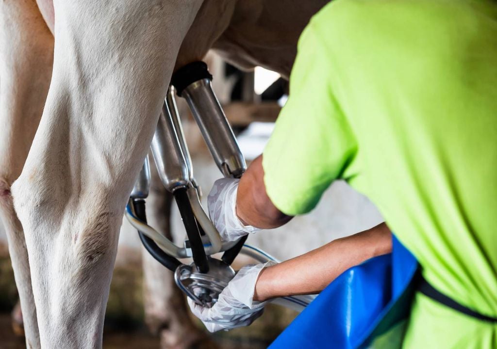 ordenha das vacas ordenha das vacas