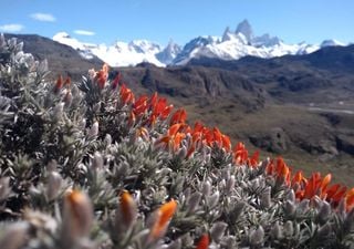 Lengua de fuego: la especie que tiñe de rojo los paisajes del fin del mundo