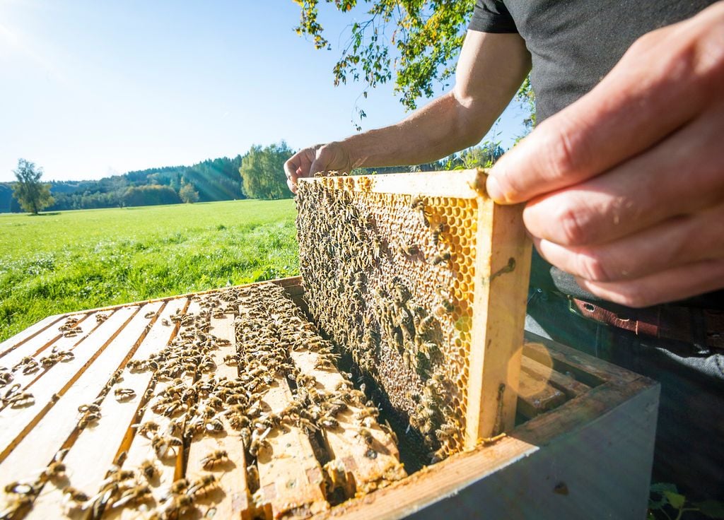 Bienen Bienenstock