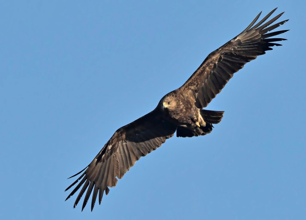 La modification des routes migratoires a des conséquences directes sur la santé des oiseaux. La modification des routes migratoires a des conséquences directes sur la santé des oiseaux.