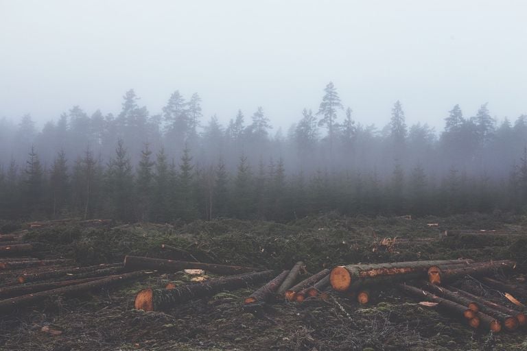 Déforestation Déforestation