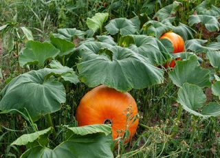 Les bons conseils pour un jardin au top cet automne !