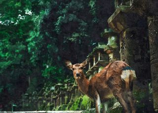 Les cerfs du parc de Nara en danger à cause des déchets plastiques ? Un vrai fléau pour les Japonais