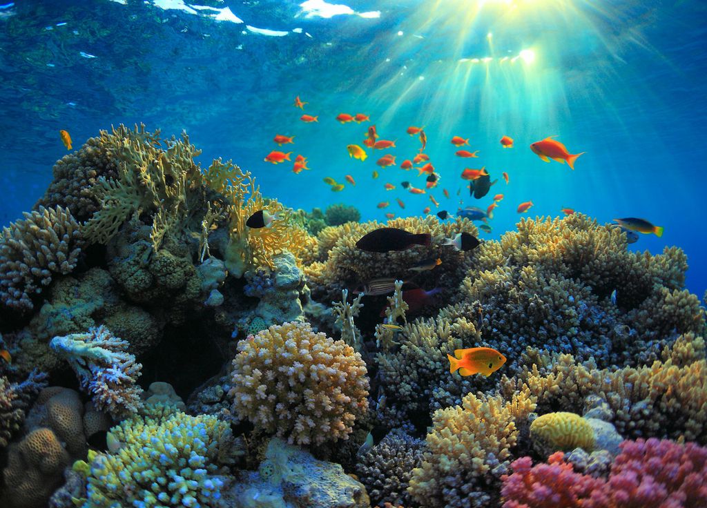 Corail Polynésie Biodiversité Océan Nature Corail Polynésie Biodiversité Océan Nature