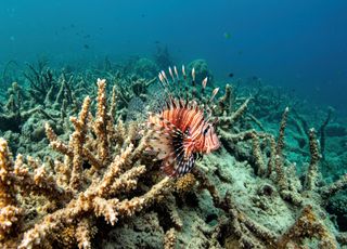 Les coraux doivent-ils tous disparaître avant qu'on ouvre enfin les yeux ?