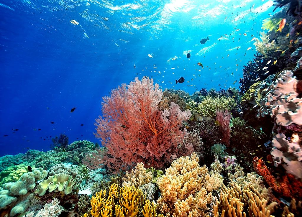 Corail Corail