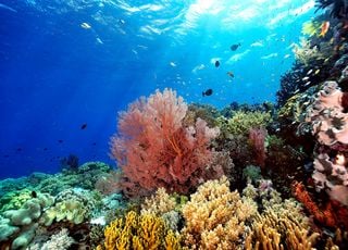 Les coraux sont-ils vraiment voués à disparaître à cause du réchauffement climatique ?