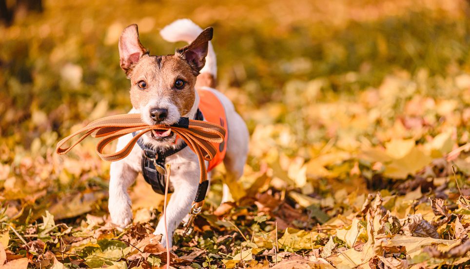 Chien laisse promenade feuilles mortes fox terrier automne