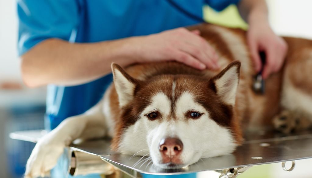 Chien vétérinaire malade husky En cas d'ingestion, contactez immédiatement votre vétérinaire.