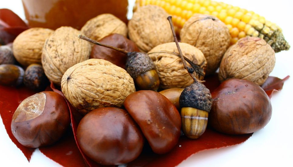 Glands Marron d'Inde Noix Automne