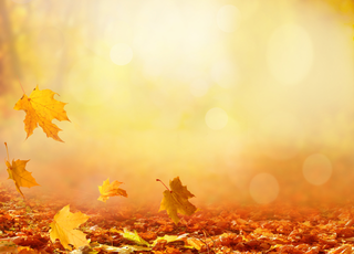 Les feuilles des arbres jaunissent et tombent : comment l'expliquer ? L'automne a-t-il de l'avance ?
