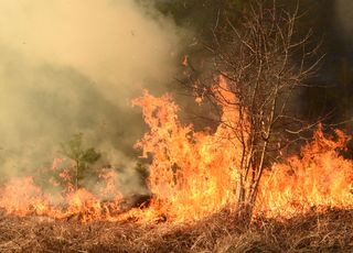 Les forêts de l'Arctique menacées par des feux "zombies" !