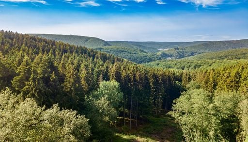 Les for&ecirc;ts fran&ccedil;aises continuent de s'&eacute;tendre, mais sont en mauvaise sant&eacute;