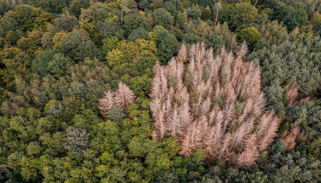 Arbres morts Avec les sécheresses et les canicules touchant la France ces dernières années, les arbres deviennent plus vulnérables aux maladies et aux parasites