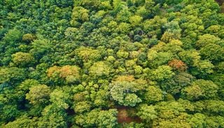 Les for&ecirc;ts fran&ccedil;aises perdent leur superpouvoir climatique