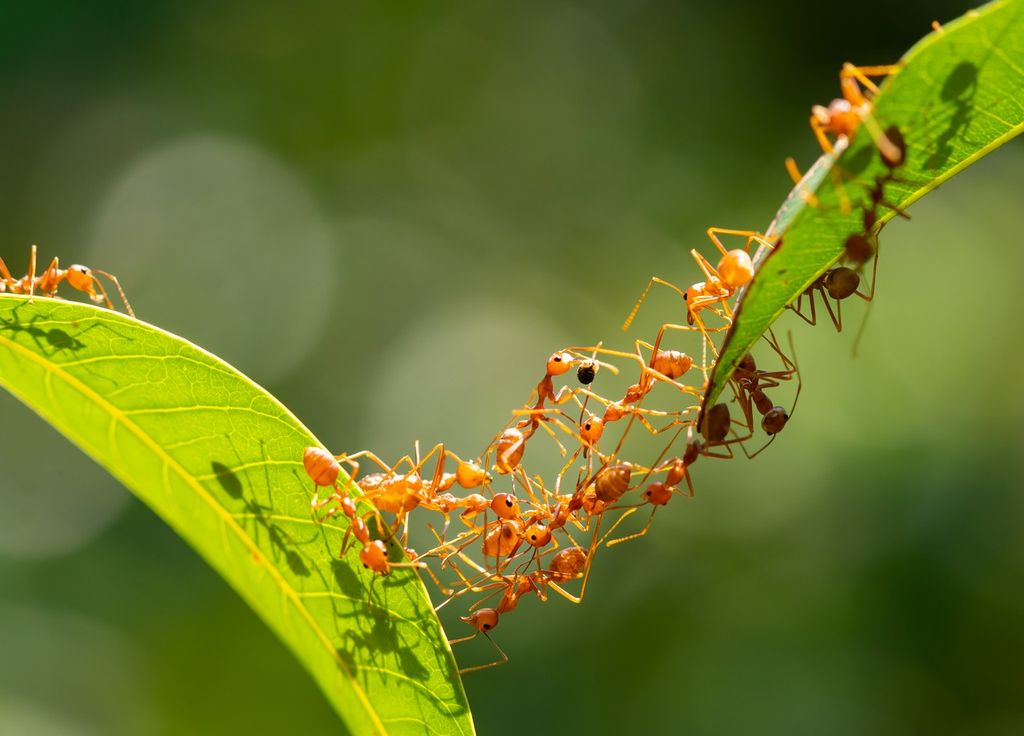 formigas-de-fogo