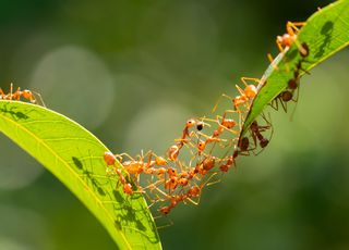 Las hormigas de fuego están invadiendo el sur de Italia y no son buenas noticias, los científicos explican por qué