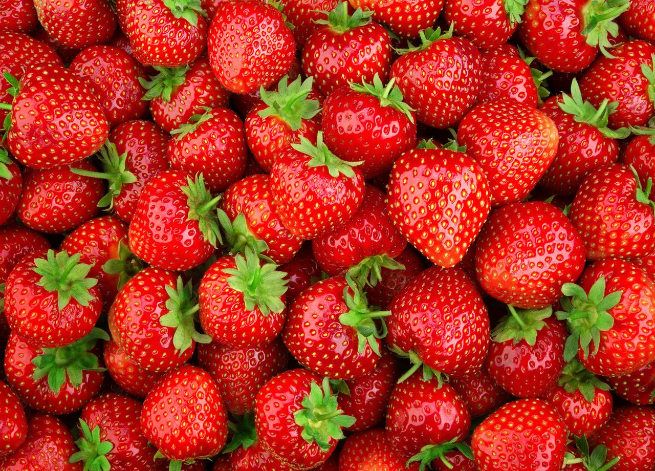 Les fraises au potager : comment faire pour avoir une belle récolte