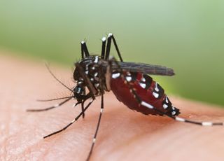 Vacances d'été : fini les moustiques grâce à ces astuces naturelles ! 