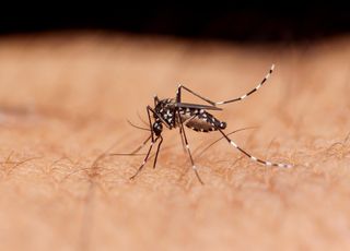 Les moustiques tigres font leur retour : comment limiter leur prolifération avant cet été ?