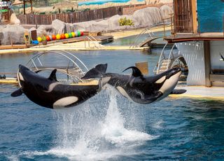 Les orques et dauphins de Marineland sont-ils au final mieux en France ? Pourquoi restent-ils à Antibes ? 