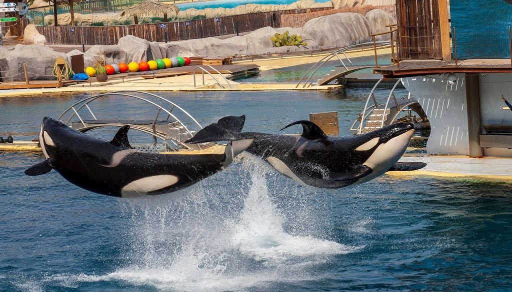 Orques Wikie et Keijo vont enfin pouvoir quitter l'ancien parc Marineland d'Antibes, tout comme les douze dauphins encore présents dans les bassins
