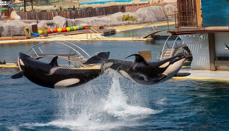 Les orques et dauphins du Marineland d'Antibes enfin transf&eacute;r&eacute;s ?
