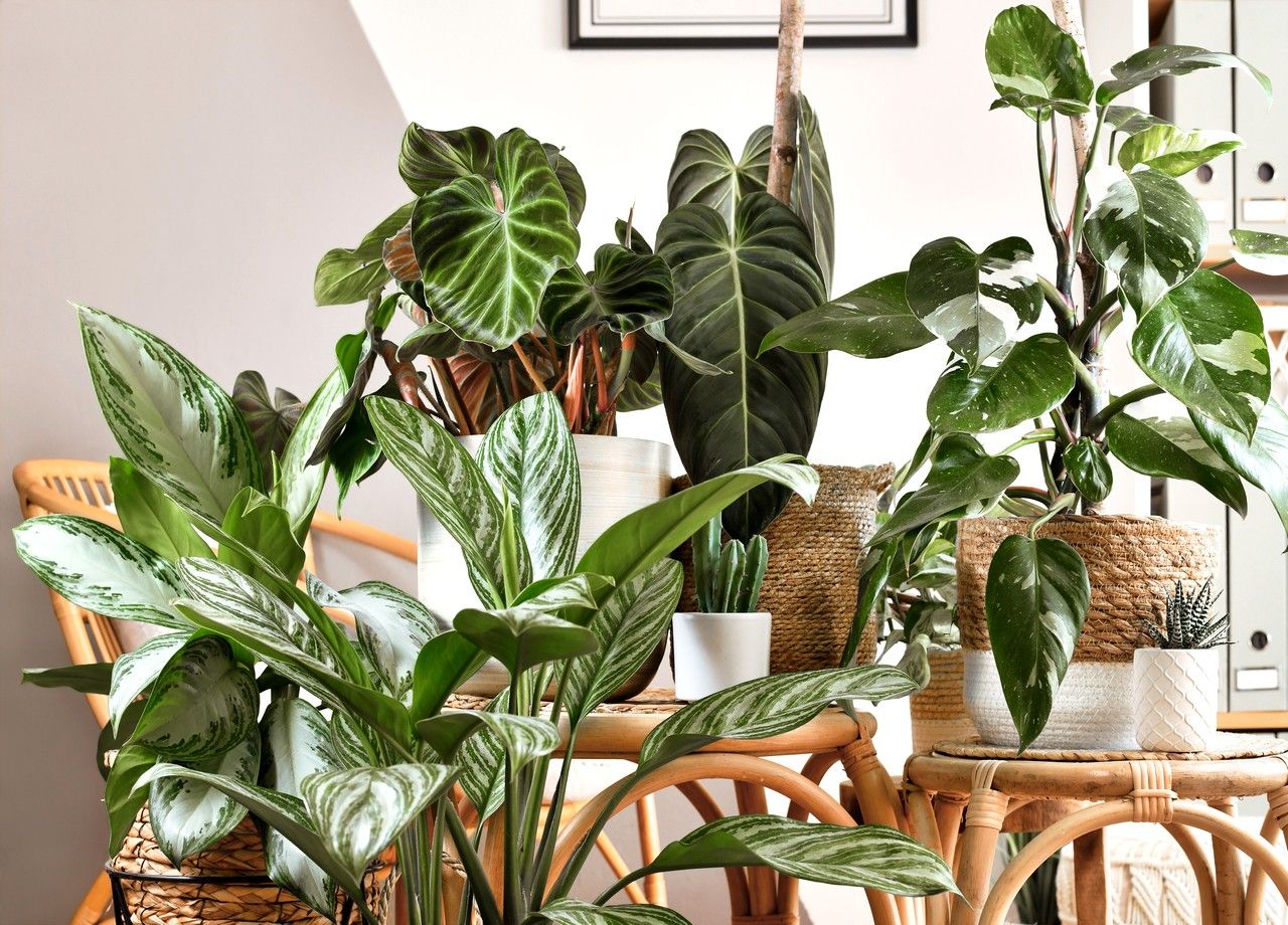 Les plantes d'intérieur sont capables de fixer certaines polluants, mais est-ce vraiment efficace sur toute la surface d'une maison ou d'un appartement ?