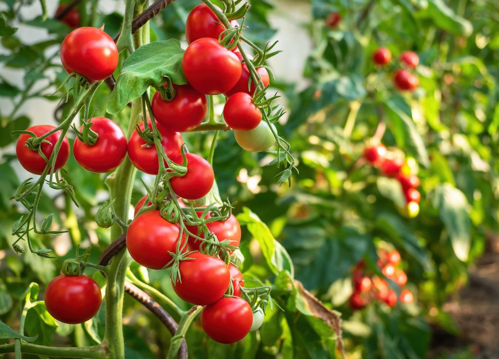 sonido de planta de tomates