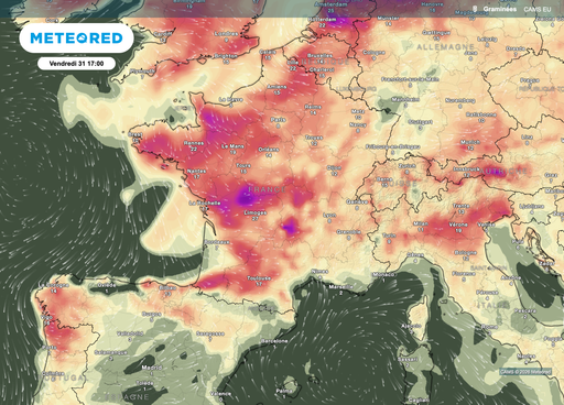 Les pollens : encore au rendez-vous avec cette chaleur ? Voici les pr&eacute;visions m&eacute;t&eacute;o