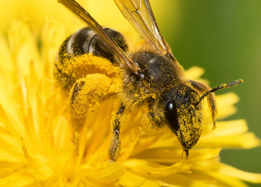 Les pollens sont parfois allergisants mais sont essentiels pour la fructification de nombreuses variétés végétales.