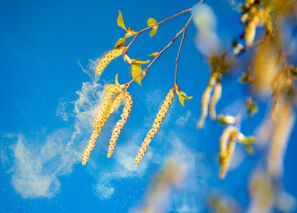 Les pollens de bouleaux ne sont pas encore présents bien qu'appartenant à la même famille que les noisetiers.