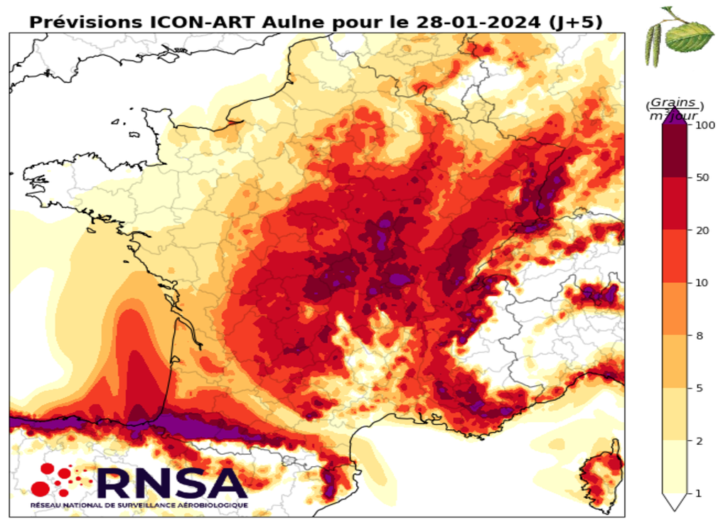 Les pollens d'aulne vont sensiblement augmenter d'ici la fin de semaine. Carte du modèle ICON-Art via le RNSA.