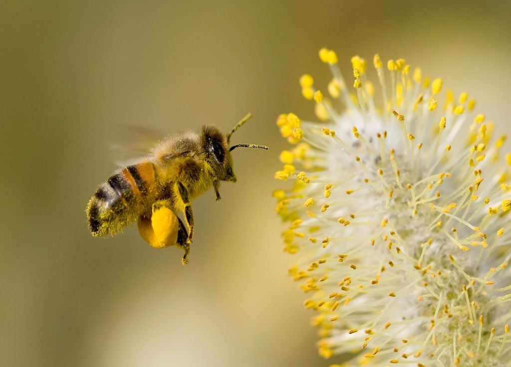 La saison des pollens est de plus longue dans un contexte de changement climatique.