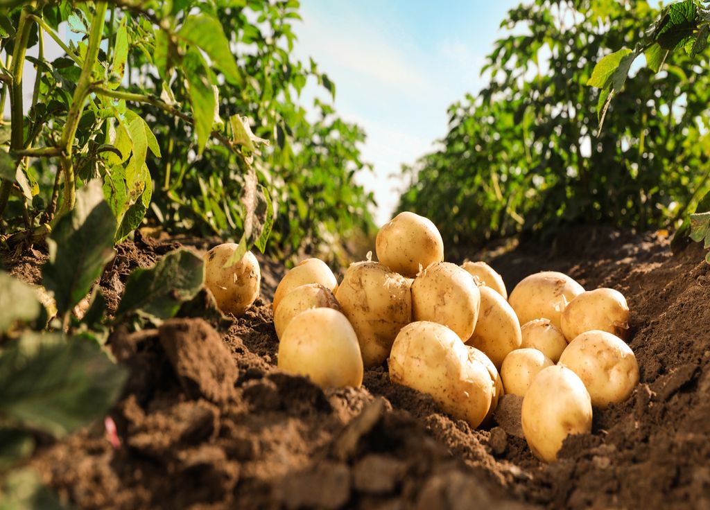 Clean soil will allow for better tuber cultivation!