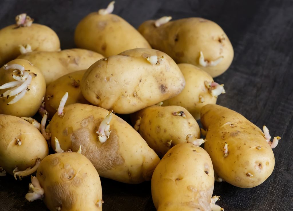 La pomme de terre est la base de nombreuses recette de cuisine ! En frite, en purée ou bien encore en gratin... un régal ! La pomme de terre est la base de nombreuses recette de cuisine ! En frite, en purée ou bien encore en gratin... un régal !